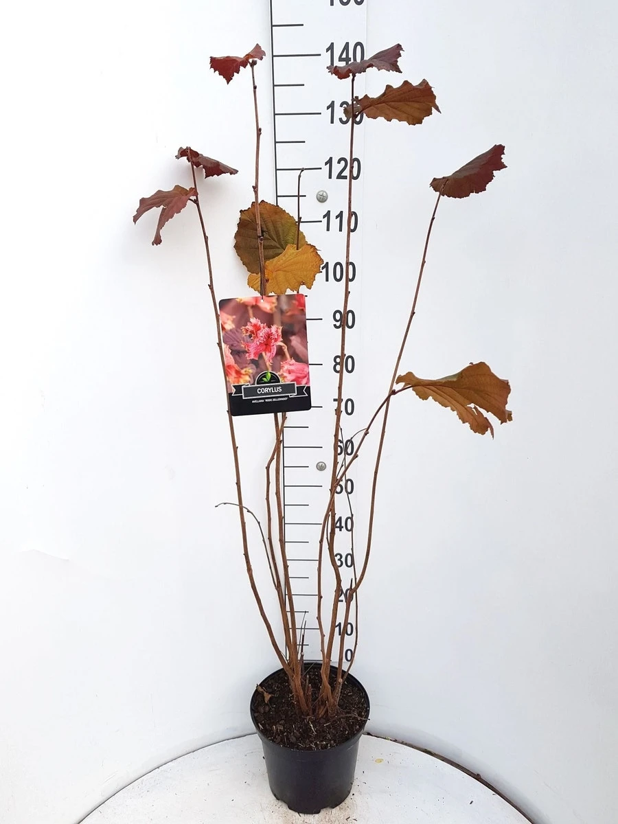 Hazelaar/Hazelnoot (Corylus Avellana 'Rode Zellernoot') 4 Hazelaar/Hazelnoot (Corylus Avellana 'Rode Zellernoot') - Afbeelding 4