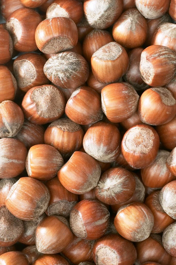 Hazelaar/Hazelnoot (Corylus Avellana 'Rode Zellernoot') 2 Hazelaar/Hazelnoot (Corylus Avellana 'Rode Zellernoot') - Afbeelding 2