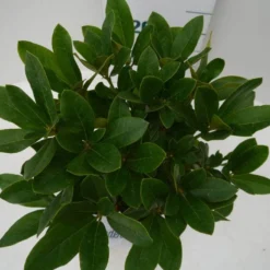 Rhododendron (Rhododendron 'Cunningham White') -Natuur Kus Verkoopwinkel cun white c2 boven