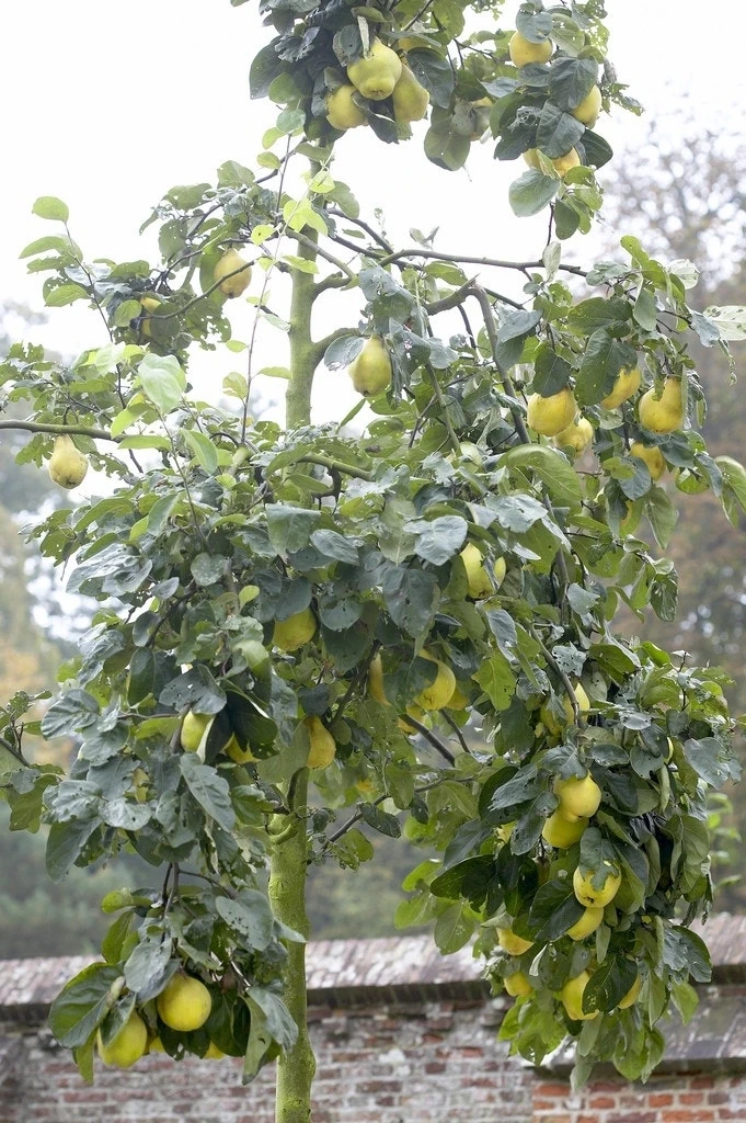 Kweepeer (Cydonia Oblonga) 1 Kweepeer (Cydonia Oblonga)