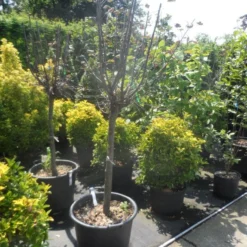 Kweepeer (Cydonia Oblonga) 11 Kweepeer (Cydonia Oblonga) -Natuur Kus Verkoopwinkel cydonia oblonga halfstam 14 16 18