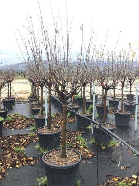 Kweepeer Als Halfstam (Cydonia Oblonga 'Vranja') 2 Kweepeer Als Halfstam (Cydonia Oblonga 'Vranja') - Afbeelding 2