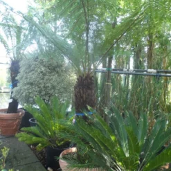 Grote Boomvaren (Dicksonia Antarctica) -Natuur Kus Verkoopwinkel dicksonia antarctica 100 120stam 1