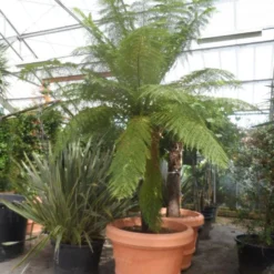 Grote Boomvaren (Dicksonia Antarctica) 23 Grote Boomvaren (Dicksonia Antarctica) -Natuur Kus Verkoopwinkel dicksonia antarctica 160stam extra 1 1