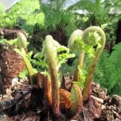 Boomvaren (Dicksonia Antarctica) -Natuur Kus Verkoopwinkel dicksonia antarctica 3