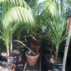 Grote Boomvaren (Dicksonia Antarctica) -Natuur Kus Verkoopwinkel dicksonia antarctica 40stam cont. 1