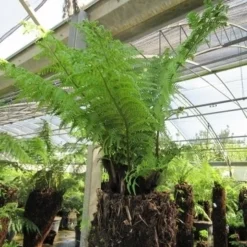 Grote Boomvaren (Dicksonia Antarctica) 27 Grote Boomvaren (Dicksonia Antarctica) -Natuur Kus Verkoopwinkel dicksonia antarctica 4 1 1