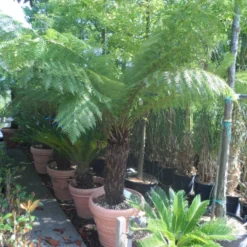 Boomvaren (Dicksonia Antarctica) -Natuur Kus Verkoopwinkel dicksonia antarctica 70 80stam