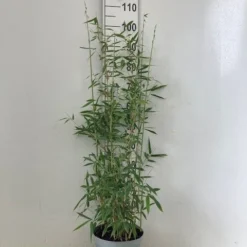 Natuur Kus Verkoopwinkel -Natuur Kus Verkoopwinkel dino c5