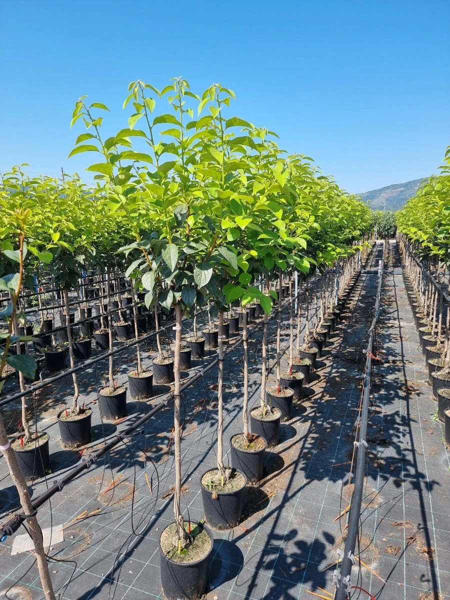 Kaki Als Halfstam (Diospyros Kaki 'Tipo') 1 Kaki Als Halfstam (Diospyros Kaki 'Tipo')