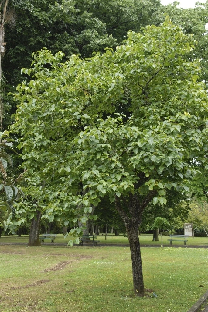 Kaki (Diospyros Kaki) 1 Kaki (Diospyros Kaki)