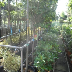 Kaki (Diospyros Kaki) -Natuur Kus Verkoopwinkel diospyros kaki halfstam 12 14