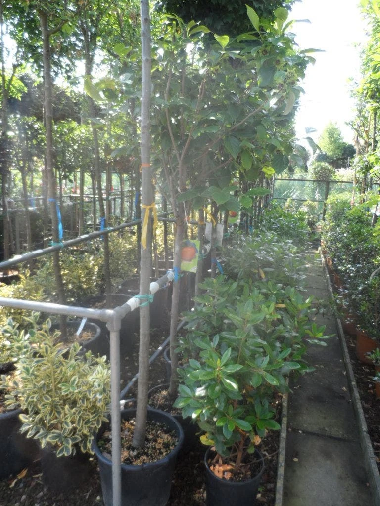 Kaki (Diospyros Kaki) 8 Kaki (Diospyros Kaki) - Afbeelding 8