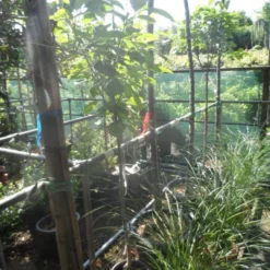 Kaki (Diospyros Kaki) -Natuur Kus Verkoopwinkel diospyros kaki halfstam 5 6 8 c10