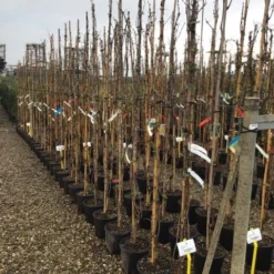 Witte Druif (Vitis Vinifera 'Italia') -Natuur Kus Verkoopwinkel druif
