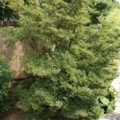 Pronkklokje (Enkianthus Campanulatus) -Natuur Kus Verkoopwinkel enkianthus campanulatus 1