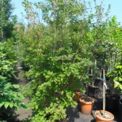 Pronkklokje (Enkianthus Campanulatus) -Natuur Kus Verkoopwinkel enkianthus campanulatus 150 175 200