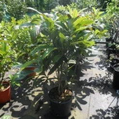 Japanse Mispel (Eriobotrya Japonica) 7 Japanse Mispel (Eriobotrya Japonica) -Natuur Kus Verkoopwinkel eriobotrya japonica 80 100 125 c35 1