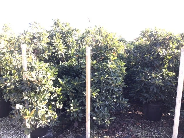 Japanse Mispel (Eriobotrya Japonica 'Coppertone') 2 Japanse Mispel (Eriobotrya Japonica 'Coppertone') - Afbeelding 2