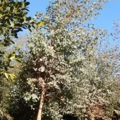 Eucalyptus Als Boom (Eucalyptus Gunnii) 16 Eucalyptus Als Boom (Eucalyptus Gunnii) -Natuur Kus Verkoopwinkel eucalypthus gunii 10 12 2