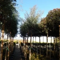 Eucalyptus Als Boom (Eucalyptus Gunnii) 18 Eucalyptus Als Boom (Eucalyptus Gunnii) -Natuur Kus Verkoopwinkel eucalyptus gunnii 12 14 2