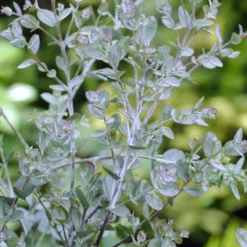 Eucalyptus Als Boom (Eucalyptus Gunnii) 13 Eucalyptus Als Boom (Eucalyptus Gunnii) -Natuur Kus Verkoopwinkel eucalyptus gunnii 2