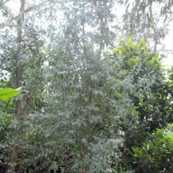 Winterharde Gomboom (Eucalyptus Gunnii) -Natuur Kus Verkoopwinkel eucalyptus gunnii struikvorm c500