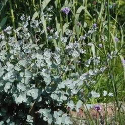 Eucalyptus Als Boom (Eucalyptus Gunnii) 14 Eucalyptus Als Boom (Eucalyptus Gunnii) -Natuur Kus Verkoopwinkel eugunnii 8
