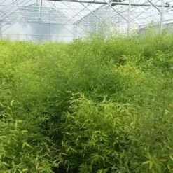 Bamboe (Fargesia Rufa) -Natuur Kus Verkoopwinkel fargesia