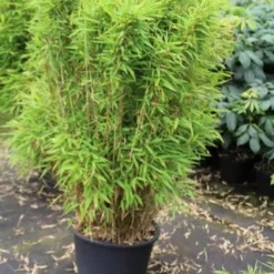 Niet Woekerende Bamboe (Fargesia Robusta) -Natuur Kus Verkoopwinkel fargesia 1 1