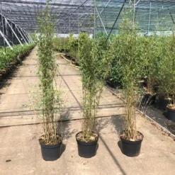 Niet Woekerende Bamboe (Fargesia 'Jiuzhaigou') 23 Niet Woekerende Bamboe (Fargesia 'Jiuzhaigou') -Natuur Kus Verkoopwinkel fargesia 2