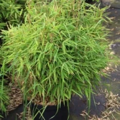 Niet Woekerende Bamboe (Fargesia Robusta) -Natuur Kus Verkoopwinkel fargesia 2 1