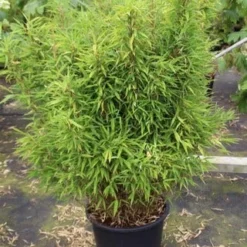 Niet Woekerende Bamboe (Fargesia Robusta) -Natuur Kus Verkoopwinkel fargesia 3 1