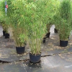 Niet Woekerende Bamboe (Fargesia Robusta) -Natuur Kus Verkoopwinkel fargesia 4 1