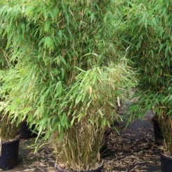 Niet Woekerende Bamboe (Fargesia Robusta) -Natuur Kus Verkoopwinkel fargesia 6 1