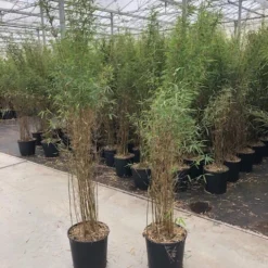 Niet Woekerende Bamboe (Fargesia 'Jiuzhaigou') 24 Niet Woekerende Bamboe (Fargesia 'Jiuzhaigou') -Natuur Kus Verkoopwinkel fargesia jiu