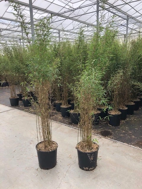 Niet Woekerende Bamboe (Fargesia 'Jiuzhaigou') 8 Niet Woekerende Bamboe (Fargesia 'Jiuzhaigou') - Afbeelding 8