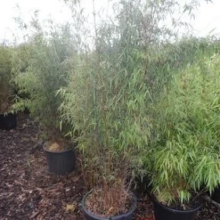 Niet Woekerende Bamboe (Fargesia 'Jiuzhaigou') 33 Niet Woekerende Bamboe (Fargesia 'Jiuzhaigou') -Natuur Kus Verkoopwinkel fargesia jiu 125 150 175 c30