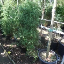 Niet Woekerende Bamboe (Fargesia 'Jiuzhaigou') 32 Niet Woekerende Bamboe (Fargesia 'Jiuzhaigou') -Natuur Kus Verkoopwinkel fargesia jiu 125 150 c12