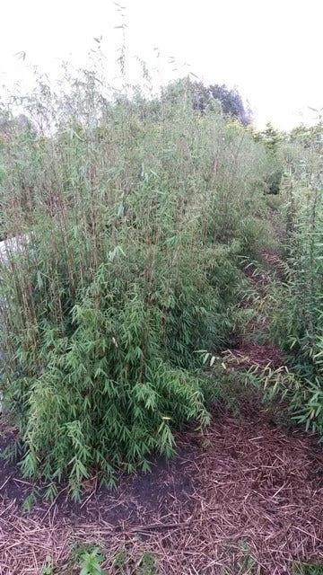 Niet Woekerende Bamboe (Fargesia 'Jiuzhaigou') 2 Niet Woekerende Bamboe (Fargesia 'Jiuzhaigou') - Afbeelding 2