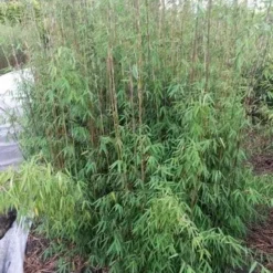 Niet Woekerende Bamboe (Fargesia 'Jiuzhaigou')
