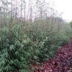 Niet Woekerende Bamboe (Fargesia 'Jiuzhaigou') 21 Niet Woekerende Bamboe (Fargesia 'Jiuzhaigou') -Natuur Kus Verkoopwinkel fargesia jiuzaghou 4 1