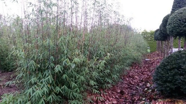 Niet Woekerende Bamboe (Fargesia 'Jiuzhaigou') 5 Niet Woekerende Bamboe (Fargesia 'Jiuzhaigou') - Afbeelding 5