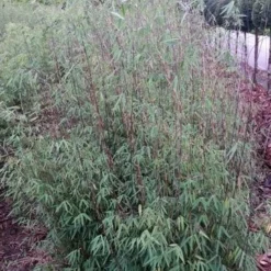 Niet Woekerende Bamboe (Fargesia 'Jiuzhaigou') 19 Niet Woekerende Bamboe (Fargesia 'Jiuzhaigou') -Natuur Kus Verkoopwinkel fargesia jiuzaghou 4 2