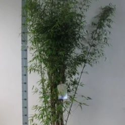 Niet Woekerende Bamboe (Fargesia 'Jiuzhaigou') 31 Niet Woekerende Bamboe (Fargesia 'Jiuzhaigou') -Natuur Kus Verkoopwinkel fargesia juizhaigo 125 150 co. 18l kopie kopie