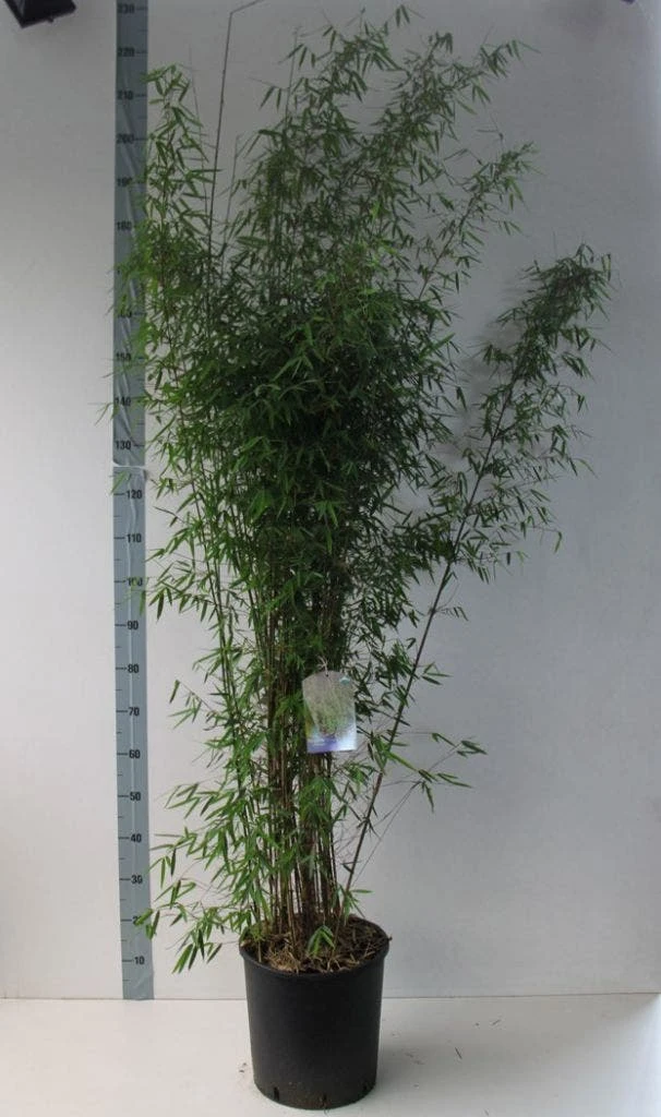 Niet Woekerende Bamboe (Fargesia 'Jiuzhaigou') 15 Niet Woekerende Bamboe (Fargesia 'Jiuzhaigou') - Afbeelding 15