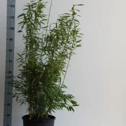 Natuur Kus Verkoopwinkel -Natuur Kus Verkoopwinkel fargesia mur. dino 80 100 cm co. 12l v 1