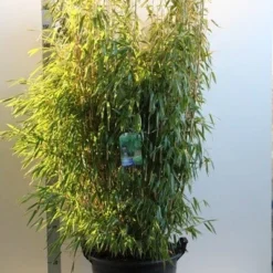 Niet Woekerende Bamboe (Fargesia Murieliae 'Jumbo') -Natuur Kus Verkoopwinkel fargesia mur. super jumbo 150 175 cm co. 35l