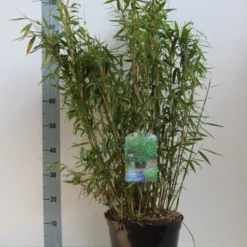 Niet Woekerende Bamboe (Fargesia Murieliae 'Jumbo') -Natuur Kus Verkoopwinkel fargesia mur. super jumbo 60 80 cm co. 7.5l kopie
