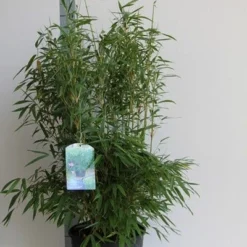 Niet Woekerende Bamboe (Fargesia Murieliae 'Jumbo') -Natuur Kus Verkoopwinkel fargesia mur. super jumbo 80 100 cm co. 12l